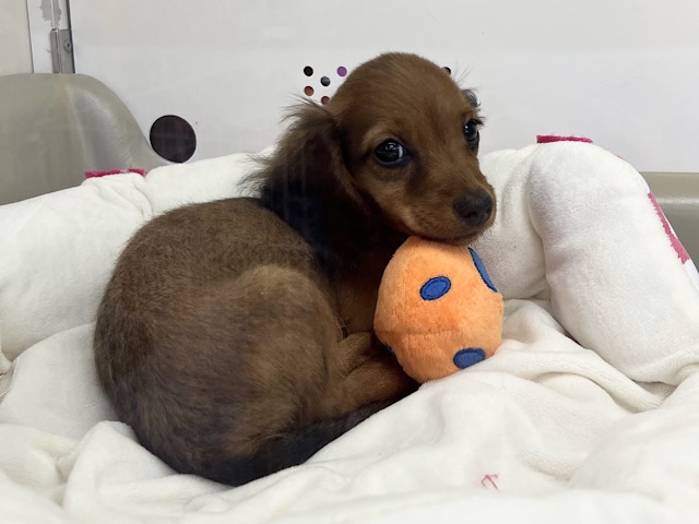 スタンダードダックス