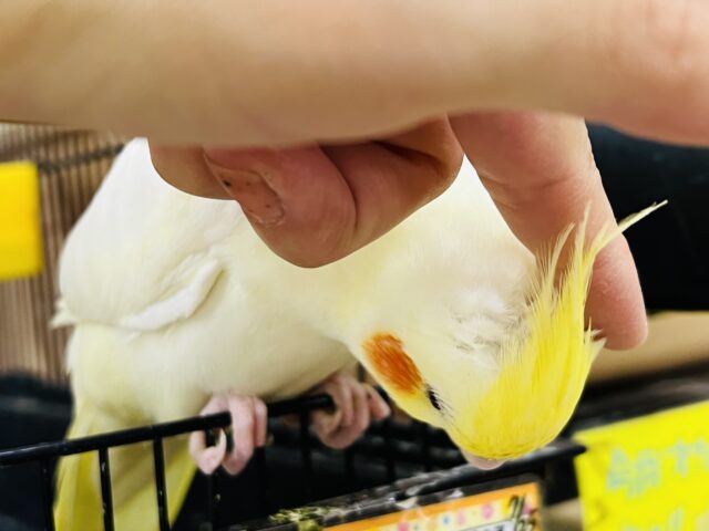 オカメインコ