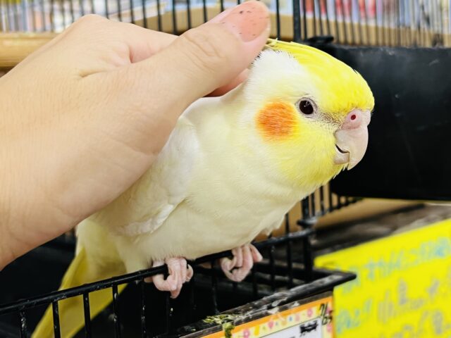 オカメインコ