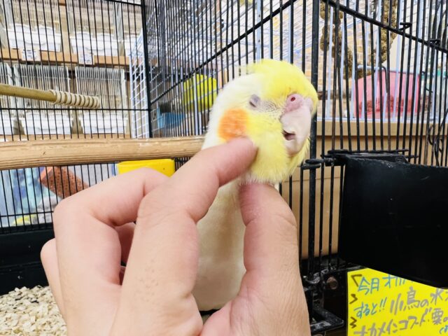 オカメインコ