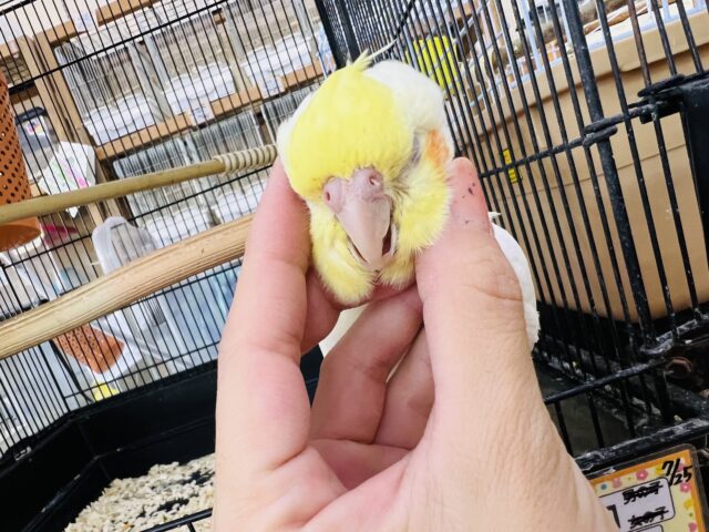オカメインコ