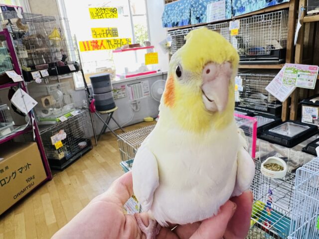オカメインコ