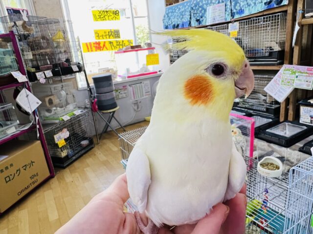 オカメインコ