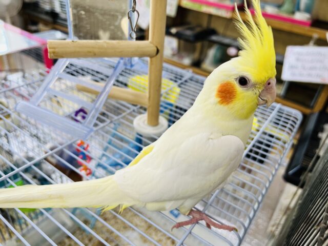 オカメインコ