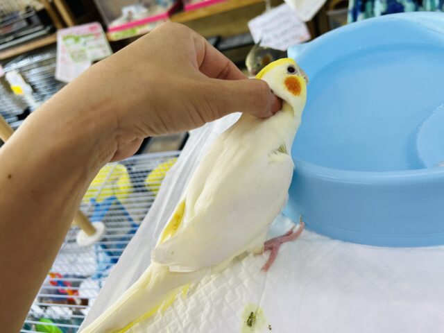 オカメインコ