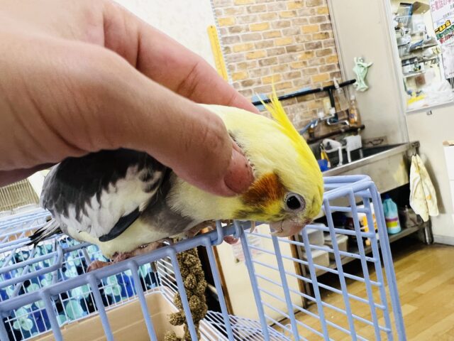 オカメインコ