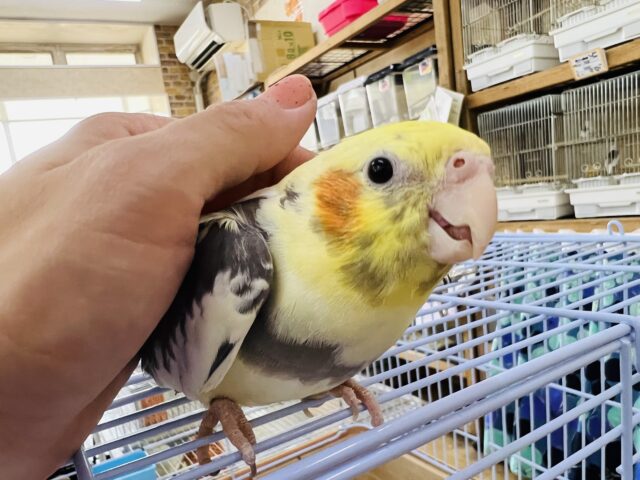 オカメインコ