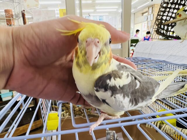 オカメインコ