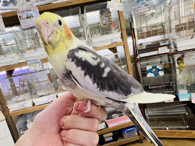 オカメインコ