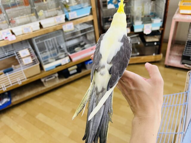 オカメインコ