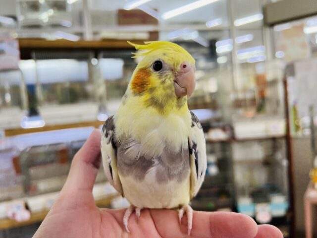 オカメインコ
