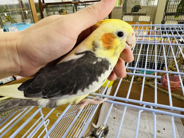 オカメインコ