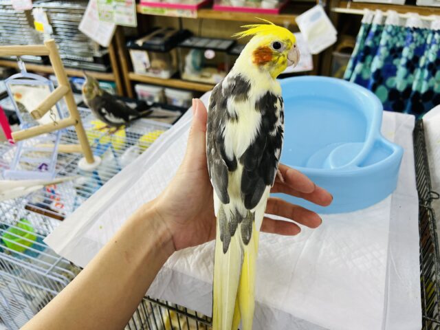 オカメインコ