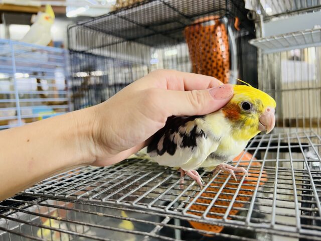 オカメインコ
