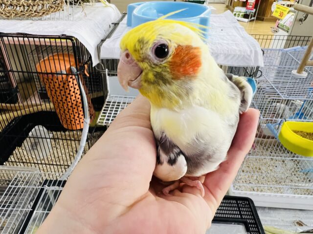 オカメインコ