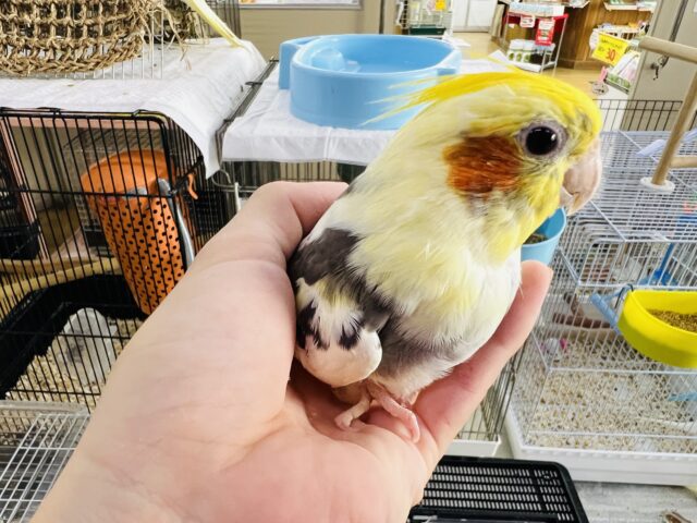 オカメインコ