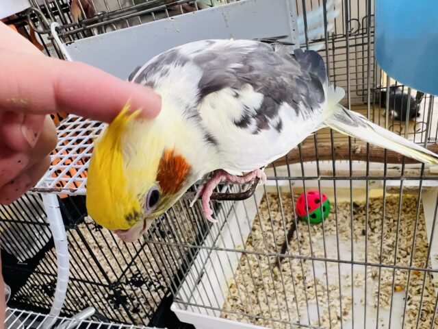 オカメインコ