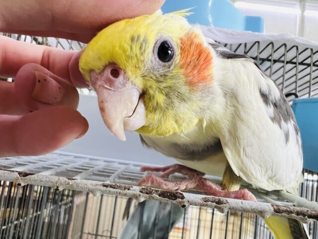 オカメインコ
