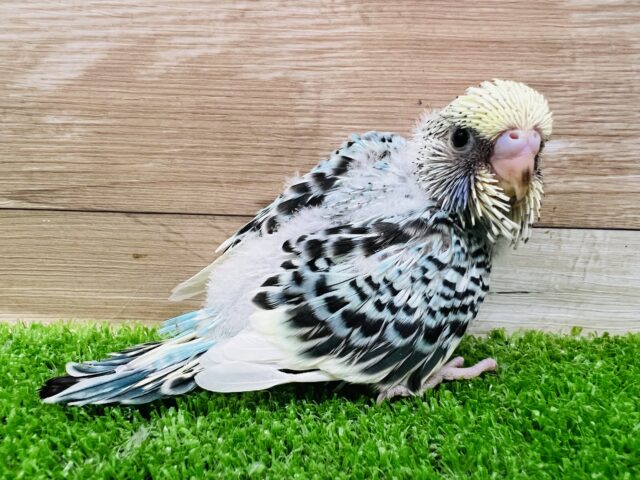 ジャンボセキセイインコ