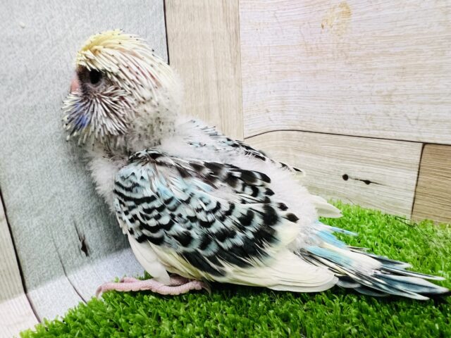 ジャンボセキセイインコ