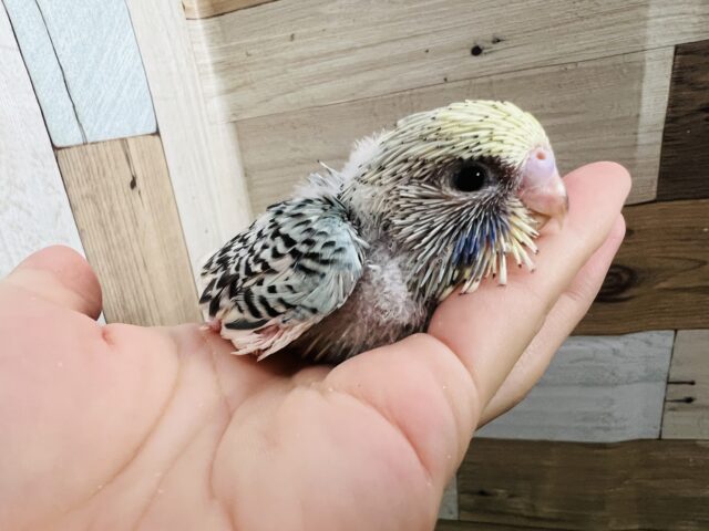 ジャンボセキセイインコ