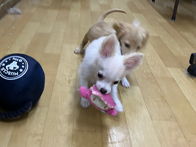 ポメチー（ポメチワ）