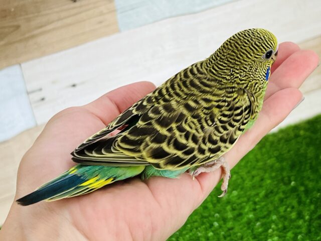 セキセイインコ