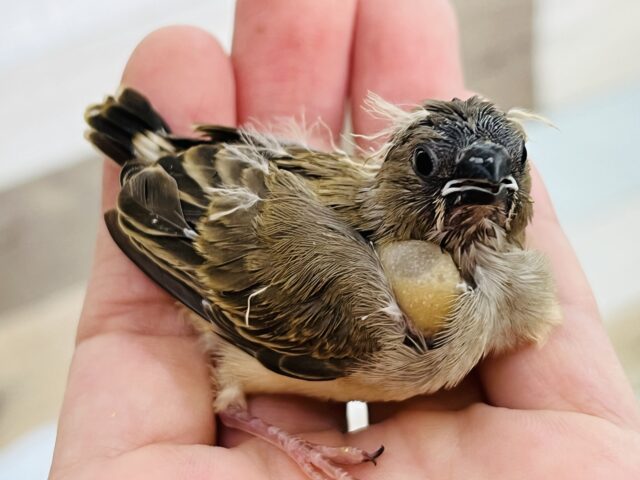 錦花鳥（キンカチョウ）