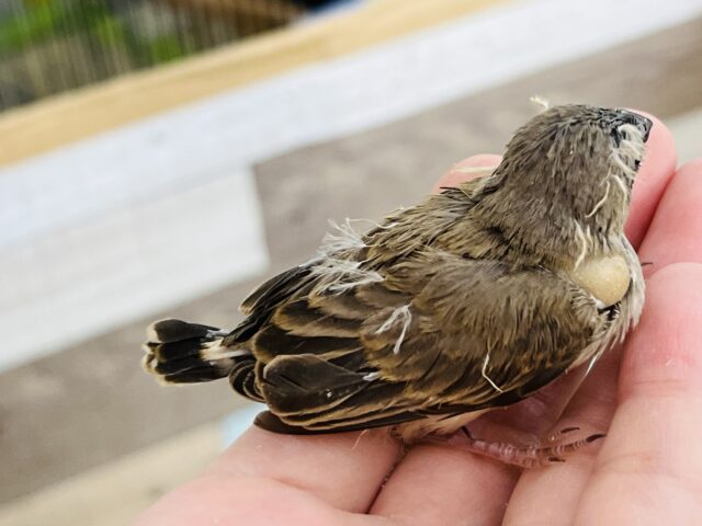 錦花鳥（キンカチョウ）