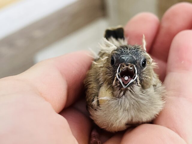 錦花鳥（キンカチョウ）