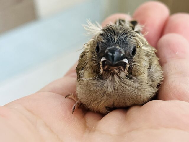 錦花鳥（キンカチョウ）