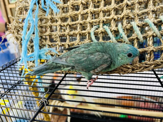 サザナミインコ