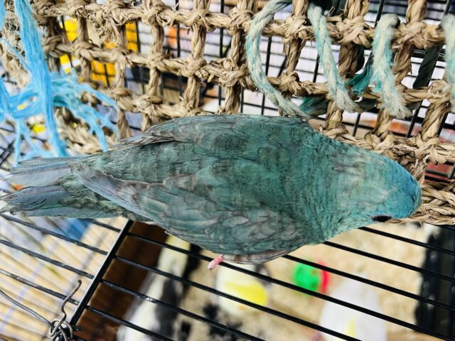 サザナミインコ