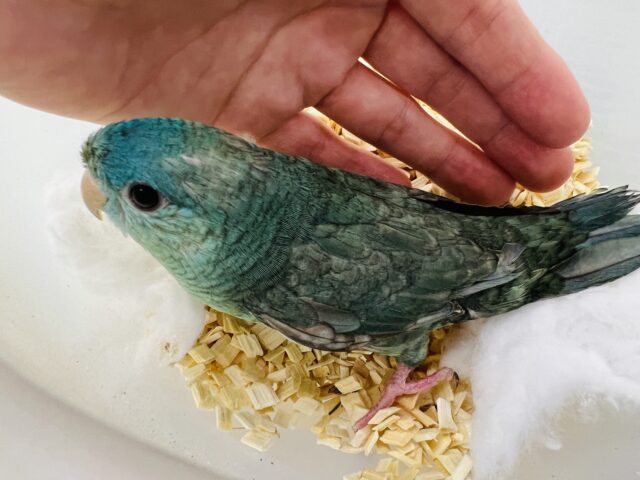 サザナミインコ