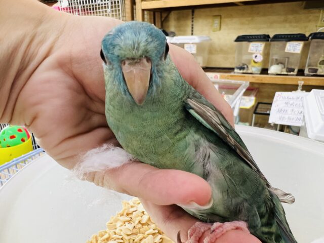 サザナミインコ