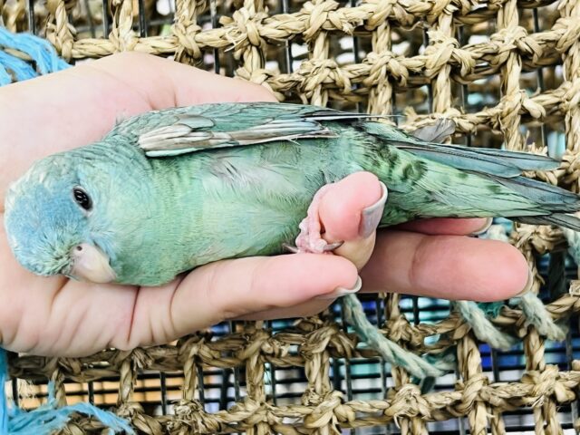 サザナミインコ