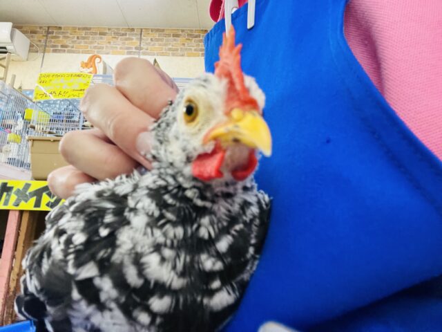 碁石チャボ（ゴイシチャボ）