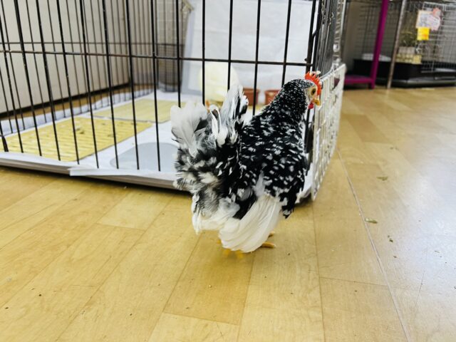 碁石チャボ（ゴイシチャボ）