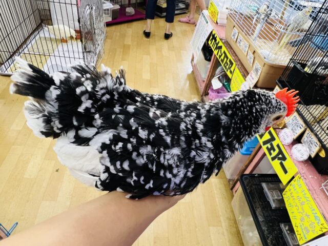 碁石チャボ（ゴイシチャボ）