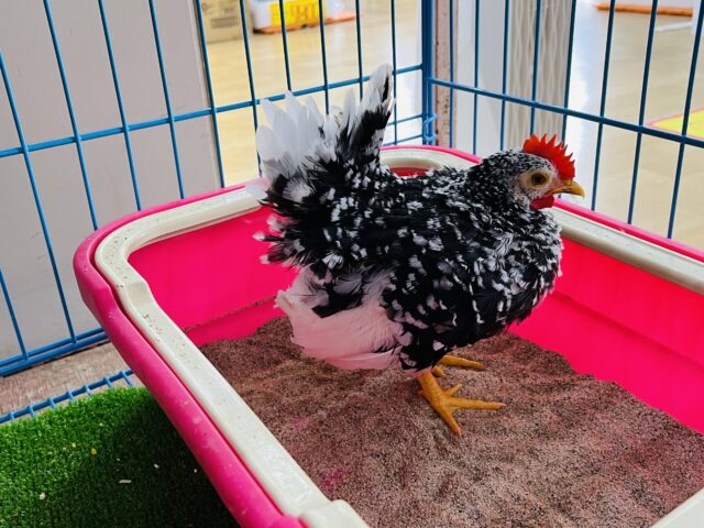 碁石チャボ（ゴイシチャボ）