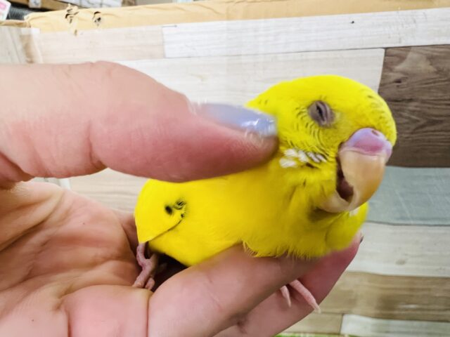 セキセイインコ