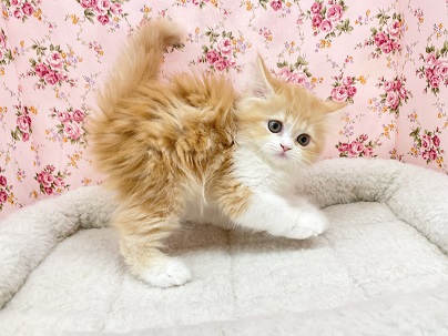 フォールデックス