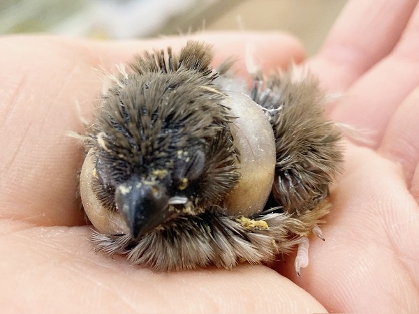 錦花鳥（キンカチョウ）