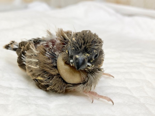 錦花鳥（キンカチョウ）