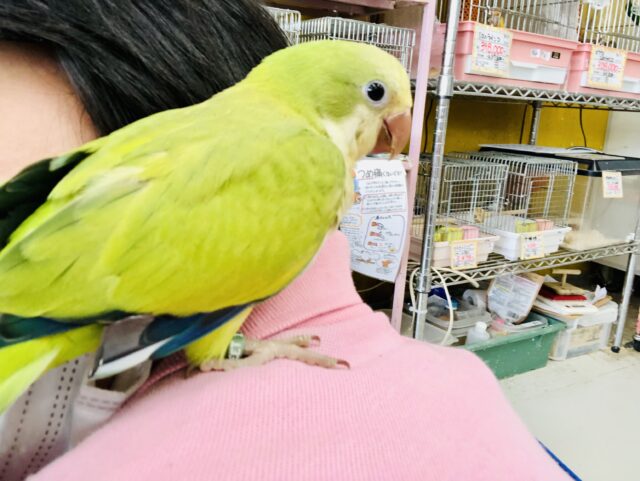 オキナインコ