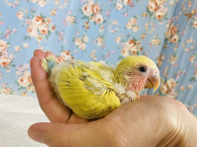 コザクラインコ（小桜インコ）