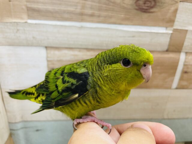 サザナミインコ