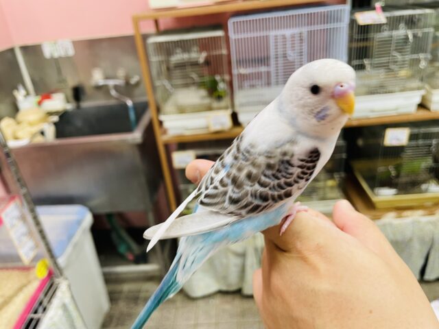 セキセイインコ