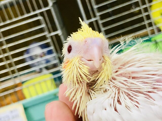 オカメインコ