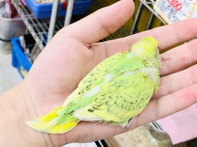 セキセイインコ